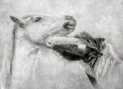 Lynda Haney-Wild Ponies-Second.jpg